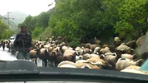 Sheep on the road. Vayots Dzor