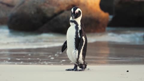 An African Penguin at the Beach