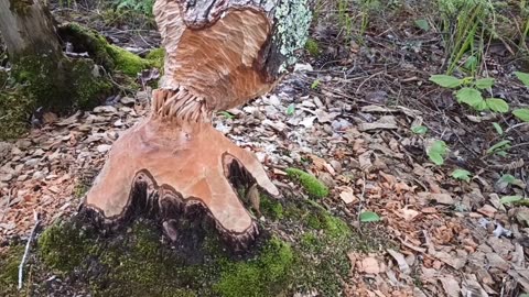 Beaver Chewed Tree