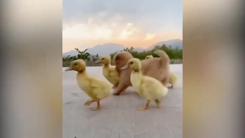 A Cute Puppy Became The Boss Of Five Ducklings