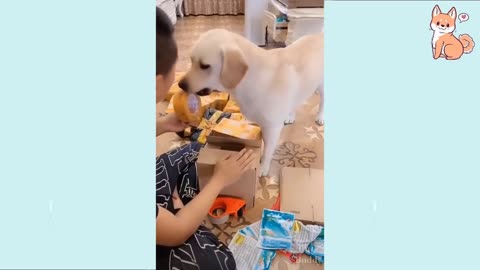 Funny DOG Videos
