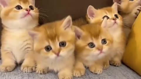 shorts cat meme & kitten tik tok video funny cats meow baby cute