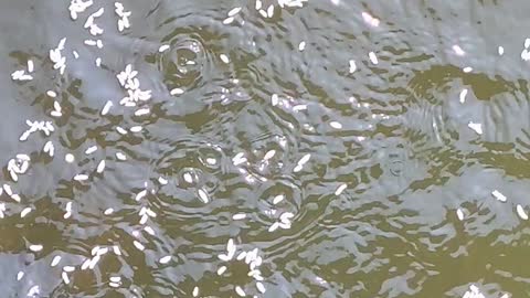 Feeding the fish at a pond