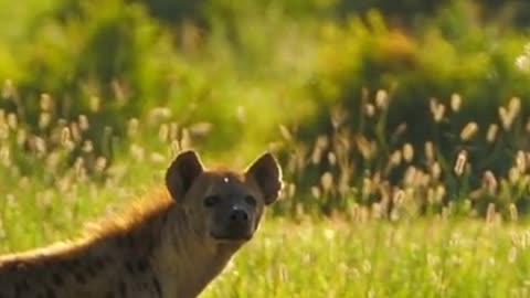 Facts About Hyena