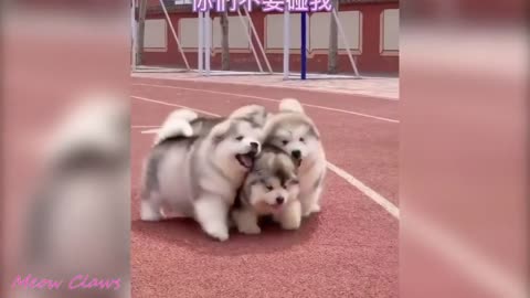 A group of Baby Alaskan Malamute puppies teasing one of their own