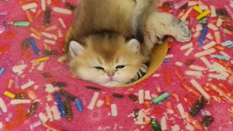 A Cat Is Havin A Deep Sleep In A Donut