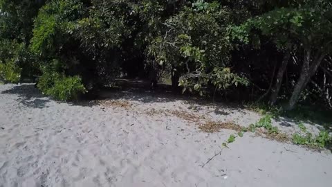 Wild Cassowary Chases Girl on the Beach