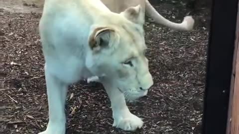 Playing Peekaboo With a Lion