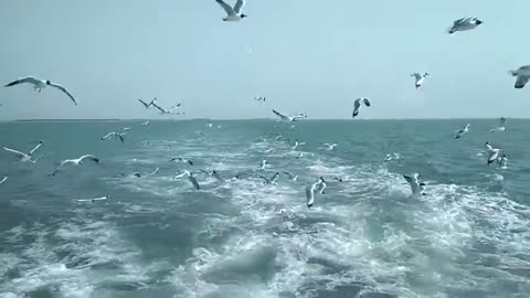 Beautiful Sea birds flying in Saint Martin Island