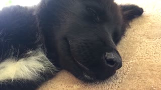 Black dog sleeping and being woken up