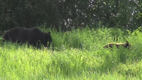 A black bear searches for food with its young in the rain in the forests of Canada