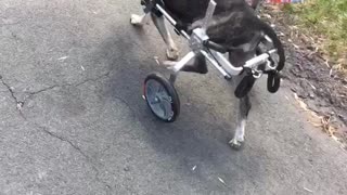 Senior Dog Is Getting Used To Walking Wheels
