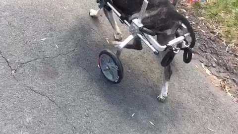 Senior Dog Is Getting Used To Walking Wheels