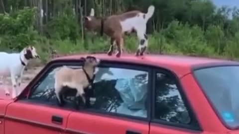 Baby goats being derps on an old car