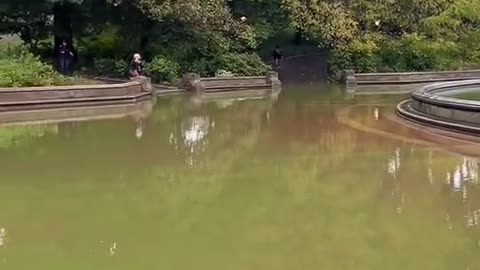 New York City, Central Park is completely flooded ready to take swans and ducks in