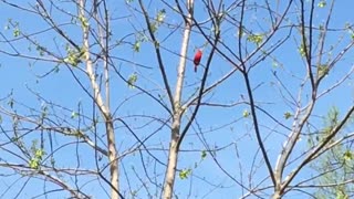 Cardinal chatter!