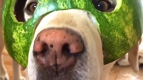 Funniest & Cutest Labrador Puppy #ONE - Funny Puppy Video 2021