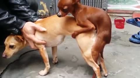 Dachshund Dog Mating, 1st session, Artificial Insemination for dog breeding...