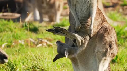 A Kangaroo Playing With Mom