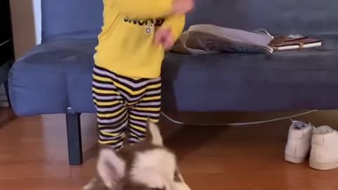 Baby playing with dog