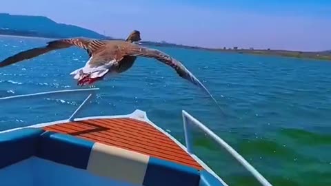 ...birds flying with a boat! #shorts #funny #animals