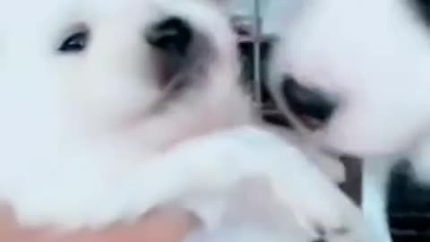 Let me smell you. Little Husky is so cute-MP4