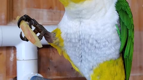 Sweet parrot eating an apple