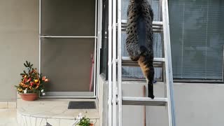 Cat on the roof