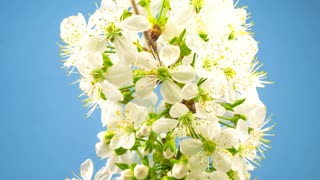 White flowers on a branch blossoming