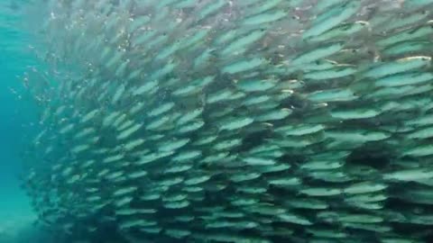 Millions of mullets Spawning on the beach to stay safe from predators