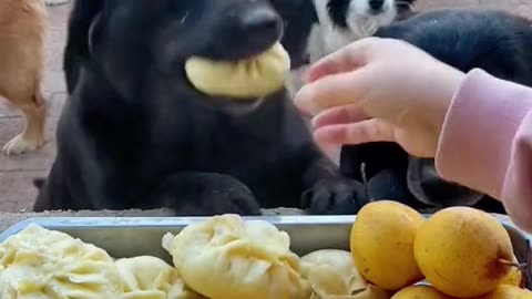 DOG FEEDING