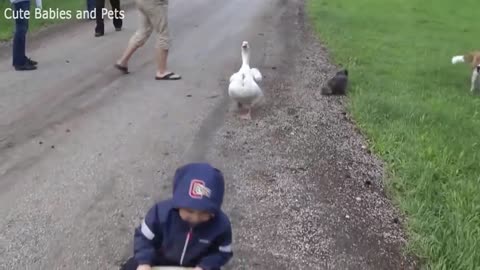 video of Funny Duck Trolling Babies and Kids 🦆🦆 Funny Babies and Pets Cute Babies and Pets TV