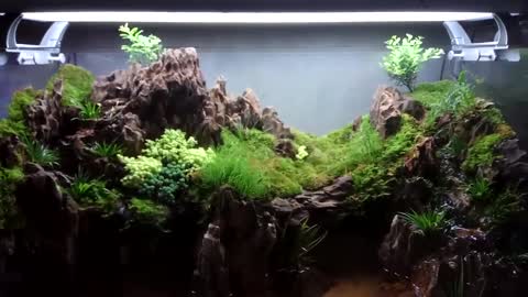Landscape works in fish tanks（13）