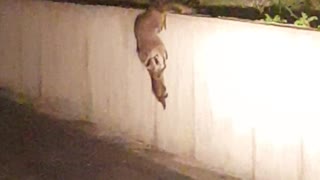 Raccoon Mom And Her Babies Help Each Other Climb Wall