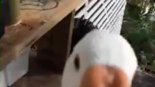 Goose bites camera on porch