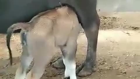Suckling calves
