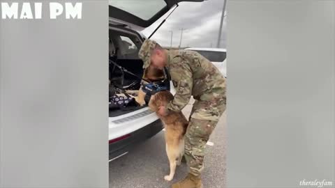 army loves dogs