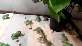 Frog Feeding Frenzy