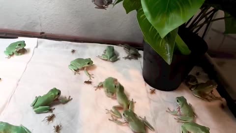 Frog Feeding Frenzy