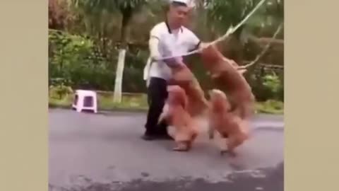 dogs jumping rope , funny videos