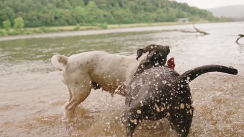 Dogy vs dogy fight very funny rumble my dogy is good