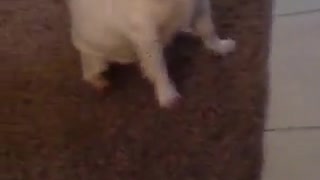 Dog crying to Music. Cute Dog crying while music is playing
