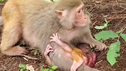 Newborn baby monkey has not had time to clean the placenta and umbilical cord