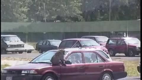 Monkeys messing with cars