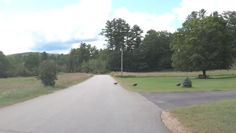 Wild Turkeys