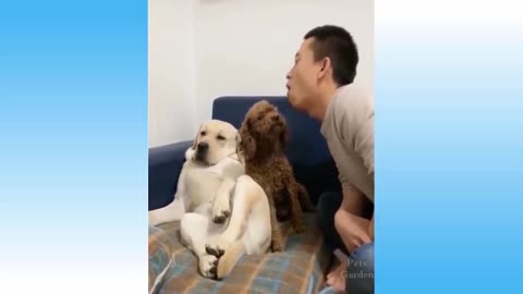 DOG SINGING VERY BEAUTIFUL SONG