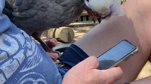 Polish Crested Chicken Enjoys Chilling on Lap