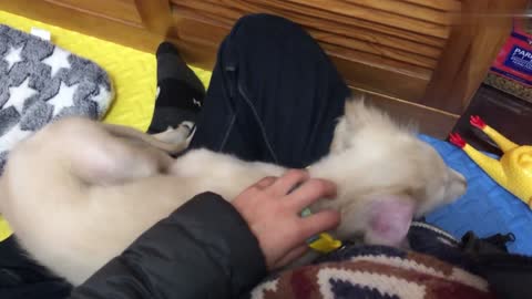 Cling to the human essence, and the little suckling dog should be hugged