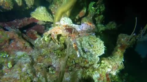 Octopus and gigantic crab battle for survival in the ocean👏🏽