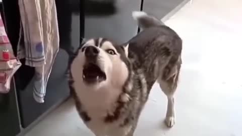 don't annoy the husky, otherwise he will make you laugh loudly